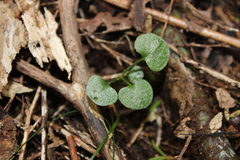 Pterostylis alobula
