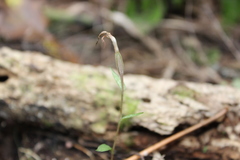 Pterostylis alobula