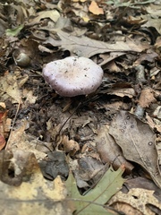 Cortinarius torvus