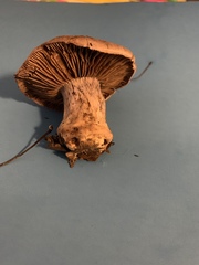 Cortinarius torvus
