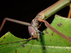 Paramarmessoidea annulata