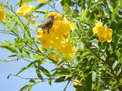 Archilochus alexandri