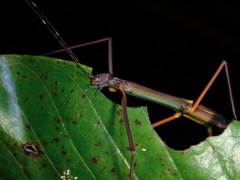 Paramarmessoidea annulata