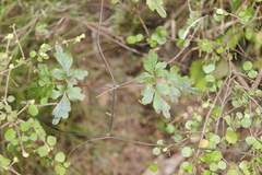 Clematis paniculata