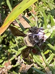 Xylocopa californica californica