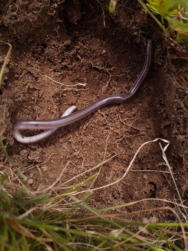 Photo of a Proximus Blind Snake (Anilios proximus)