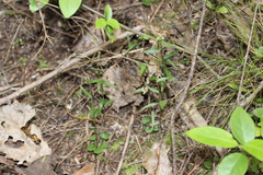 Pterostylis alobula