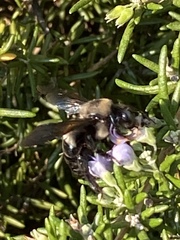Xylocopa californica californica