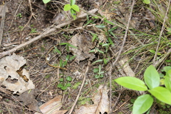 Pterostylis alobula