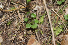Pterostylis alobula