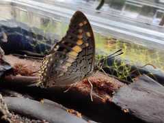 Charaxes solon