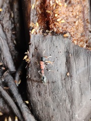 Tetraponera rufonigra