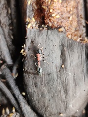 Tetraponera rufonigra