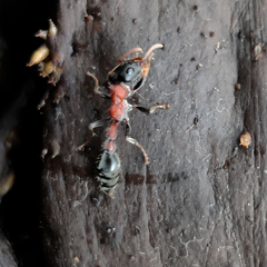 Tetraponera rufonigra