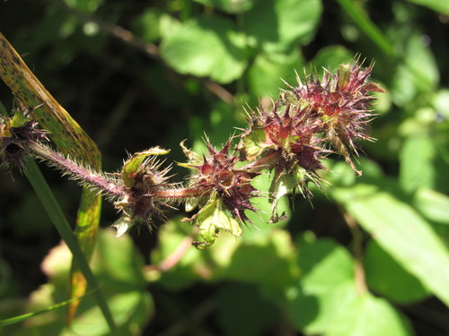Galeopsis tetrahit iNat (3)