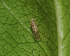 Trichopsocus