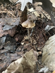 Galerina heterocystis