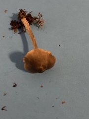 Galerina heterocystis