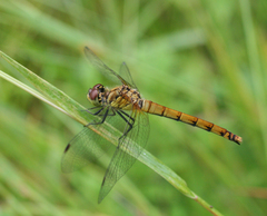 Sympetrum cordulegaster