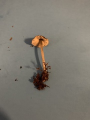 Galerina heterocystis