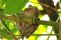 Zhangixalus smaragdinus