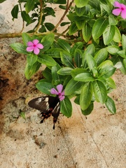 Papilio polytes