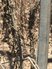Melanoplus cinereus