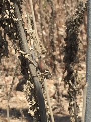 Melanoplus cinereus