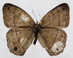 Cissia pompilia