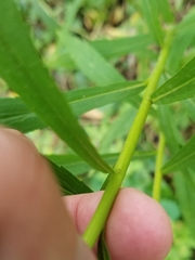Solidago canadensis canadensis
