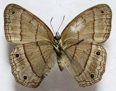 Cissia pompilia
