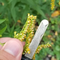 Solidago canadensis canadensis