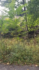 Solidago canadensis canadensis