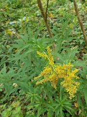 Solidago canadensis canadensis