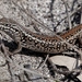 White's Skink - Photo (c) Max Campbell, some rights reserved (CC BY-NC)