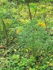 Solidago canadensis canadensis