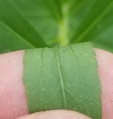 Solidago canadensis canadensis
