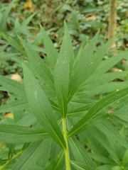 Solidago canadensis canadensis