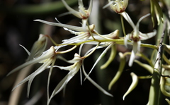 Dendrobium teretifolium