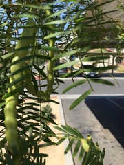 Prosopis glandulosa