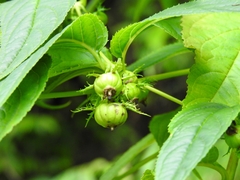 Cyclocodon lancifolius