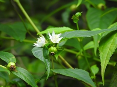 Cyclocodon lancifolius