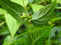 Cyclocodon lancifolius