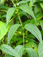 Cyclocodon lancifolius