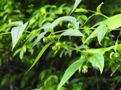 Cyclocodon lancifolius