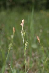 Carex michelii
