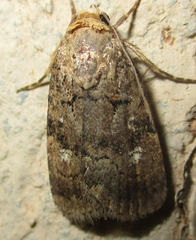Athetis leuconephra