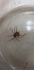 Loxosceles apachea