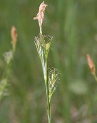 Carex michelii