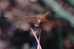 Trithemis arteriosa